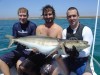 Speared Cobia